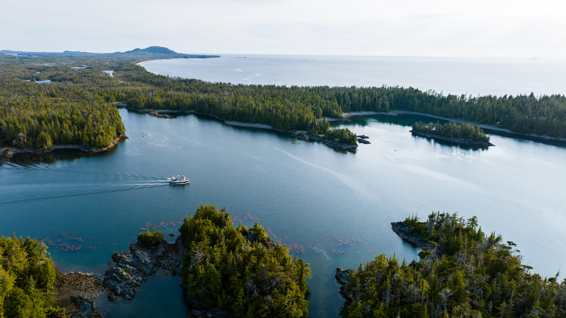 Wilderness International - Temperate rainforest