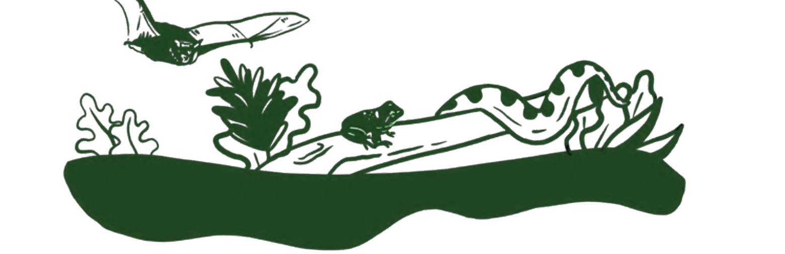 Illustration: Bat, Frog, and Snake in the Rainforest