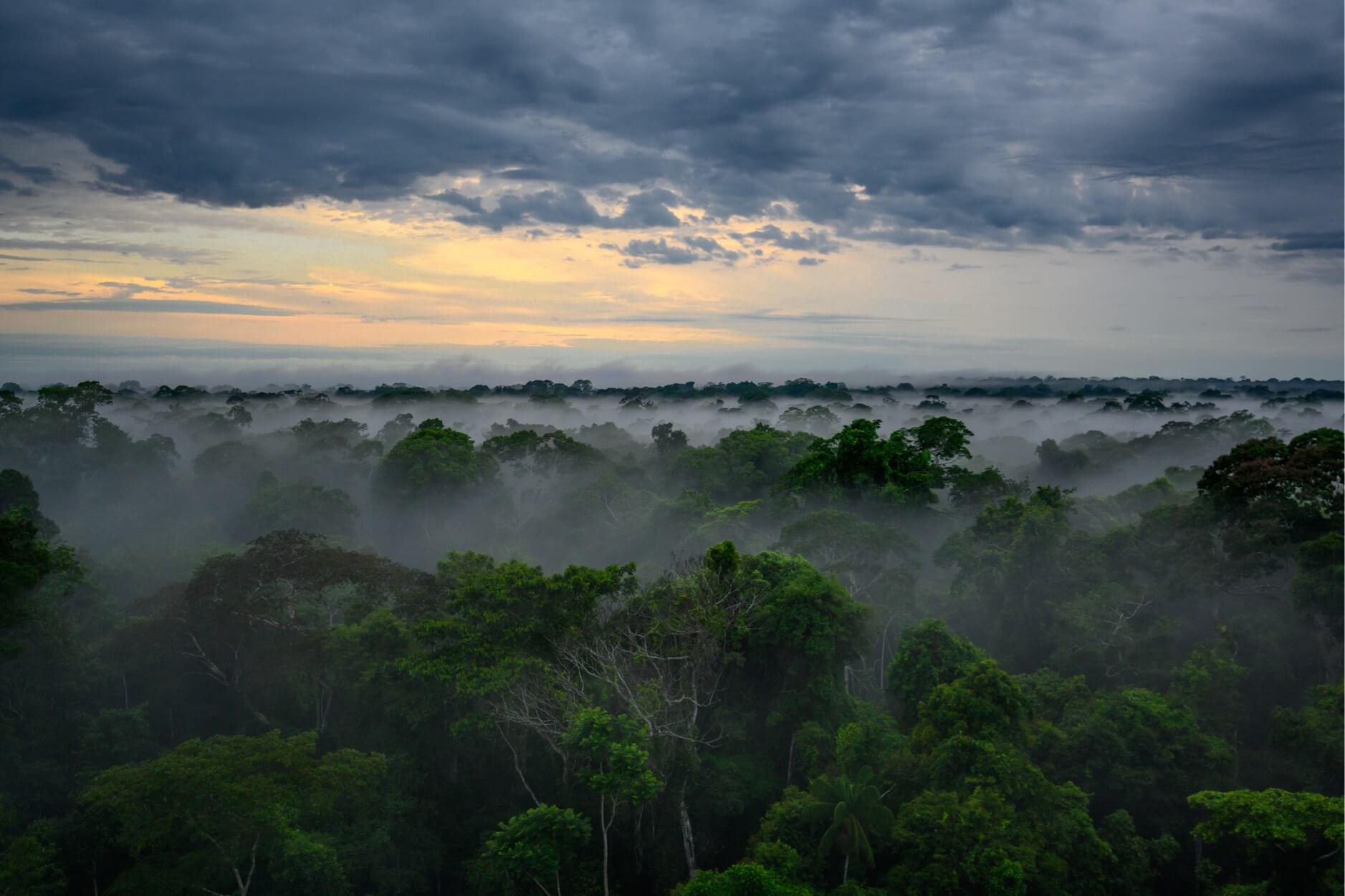 Forest in Peru by Wilderness International