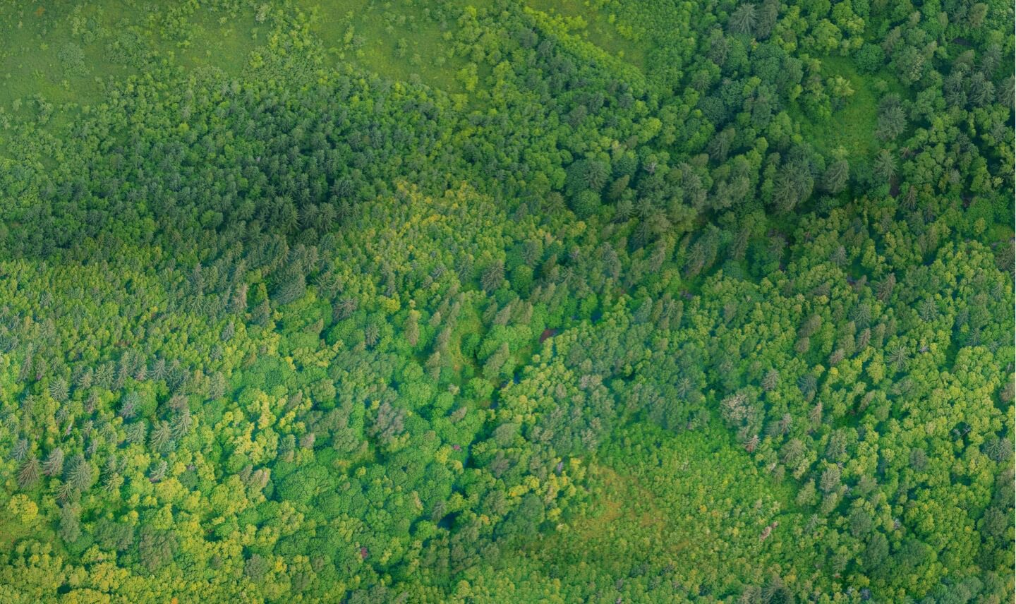 Forest in Peru from above