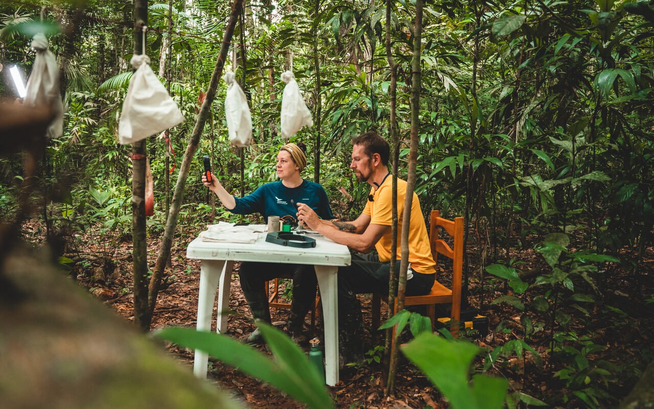 Researchers are documenting species in the rainforest