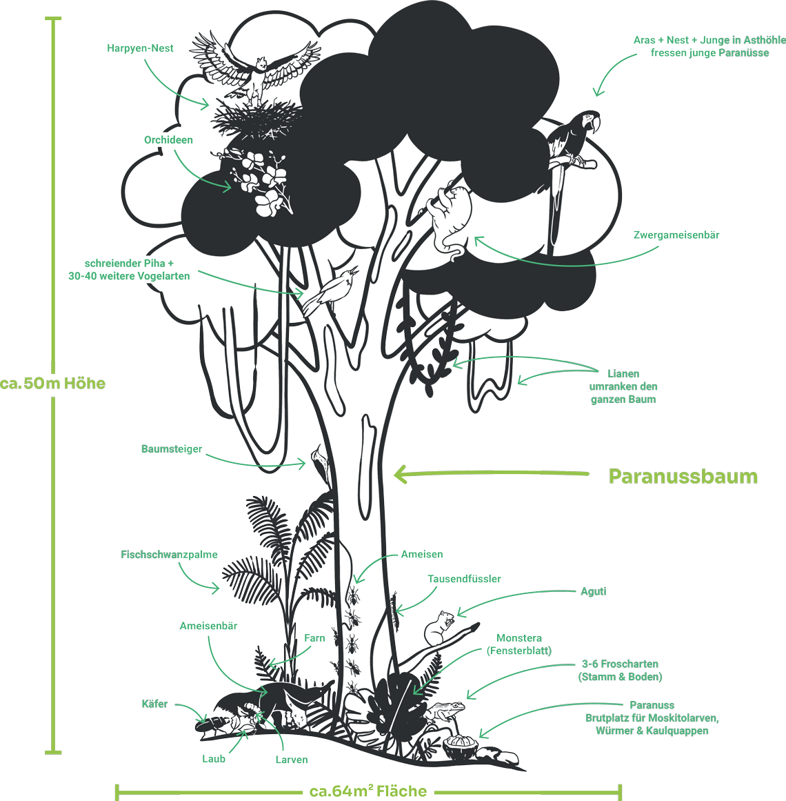 Brazil nut tree in Peru from Wilderness International